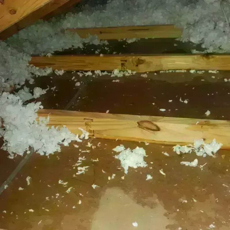 Attic Water Damage in Blaine, MN