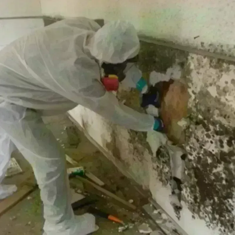 Mold Remediation and Removal in Blaine, MN